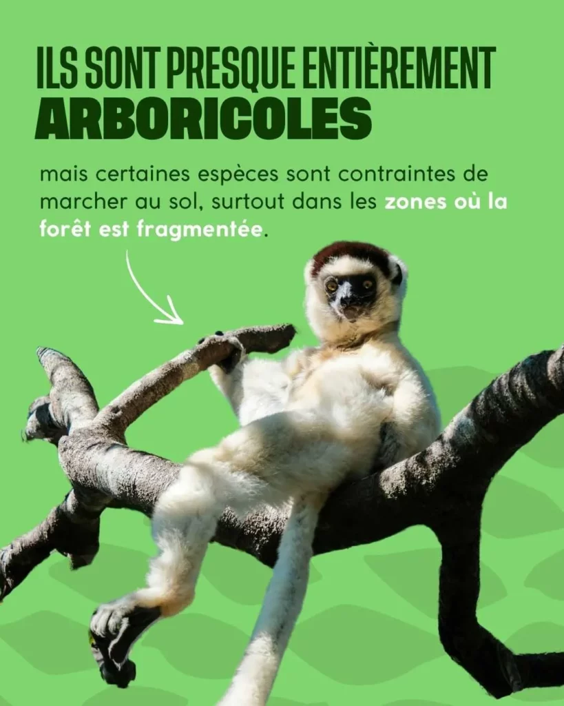 les sifakas se trouvent dans les arbres