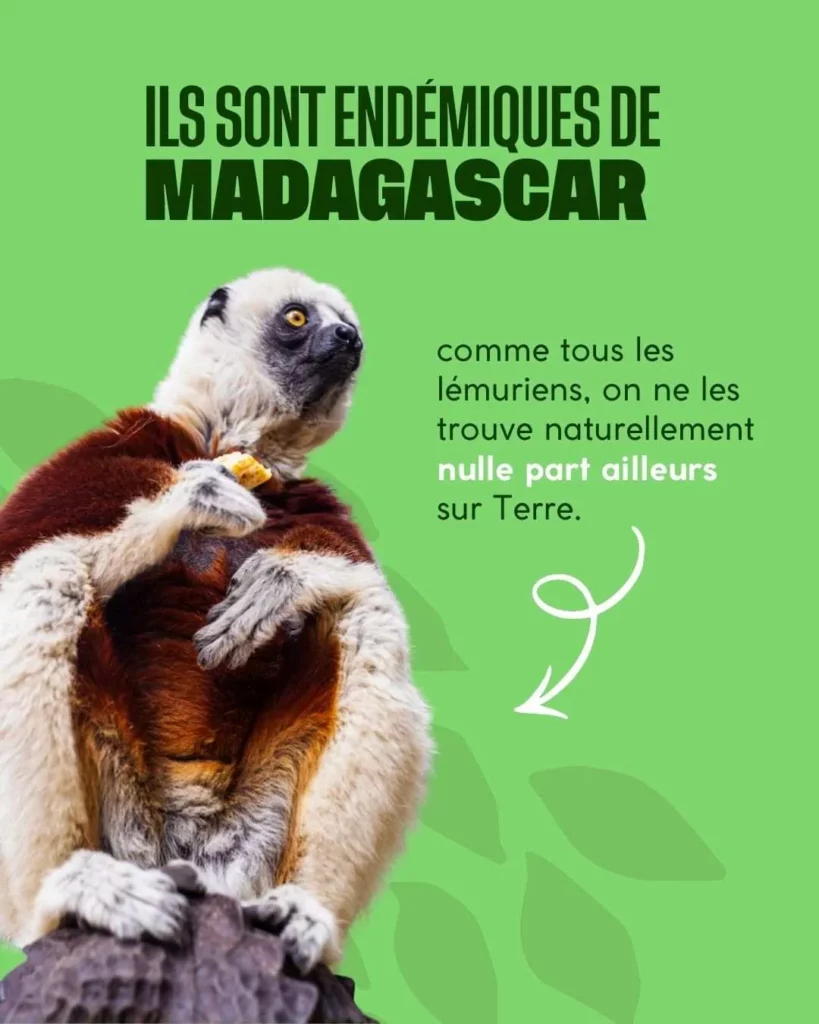 Le Sifaka est endémique de Madagascar