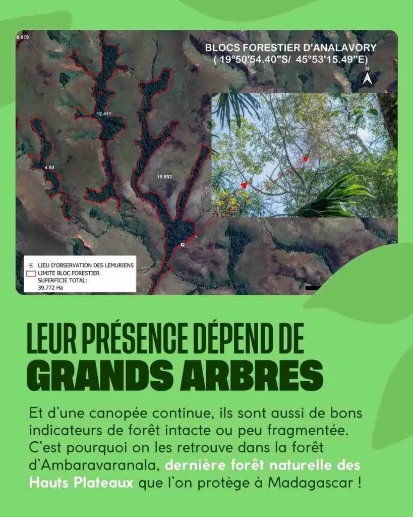 La déforestation menace les sifaka