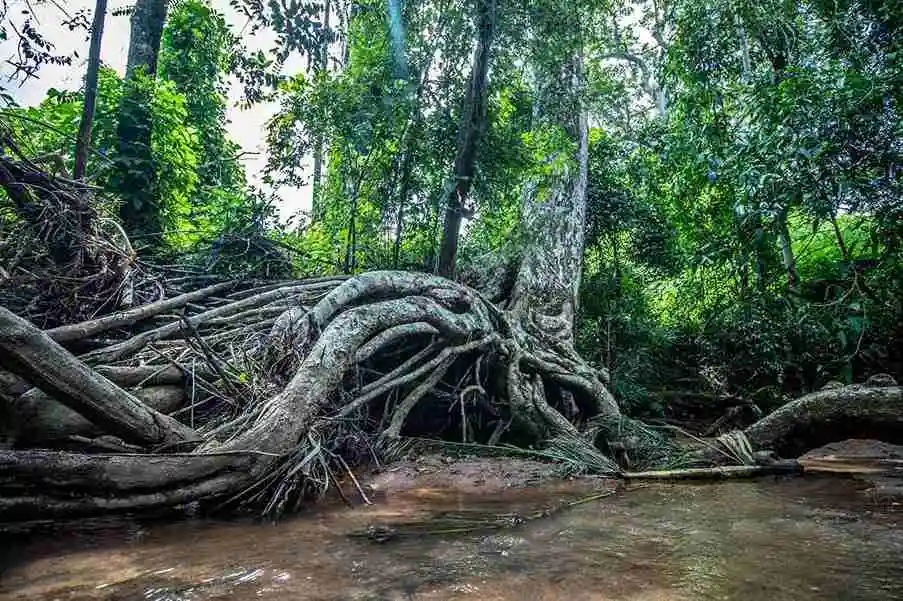 Les arbres de la forêt d'Ambaravaranala
