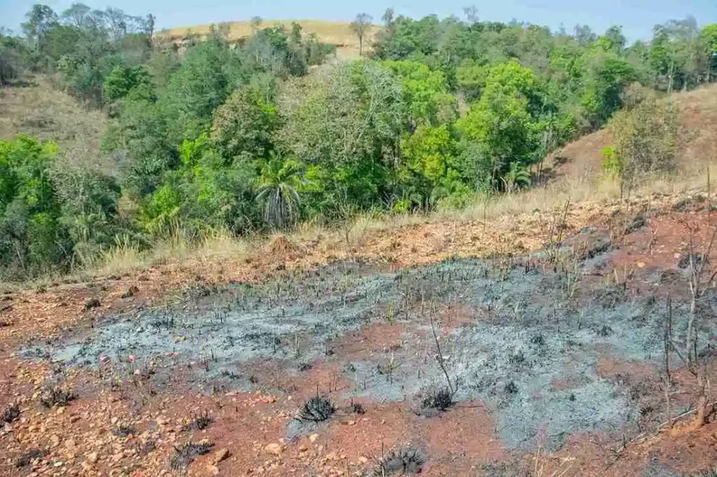 La déforestation grignotte la forêt d'Ambaravaranala