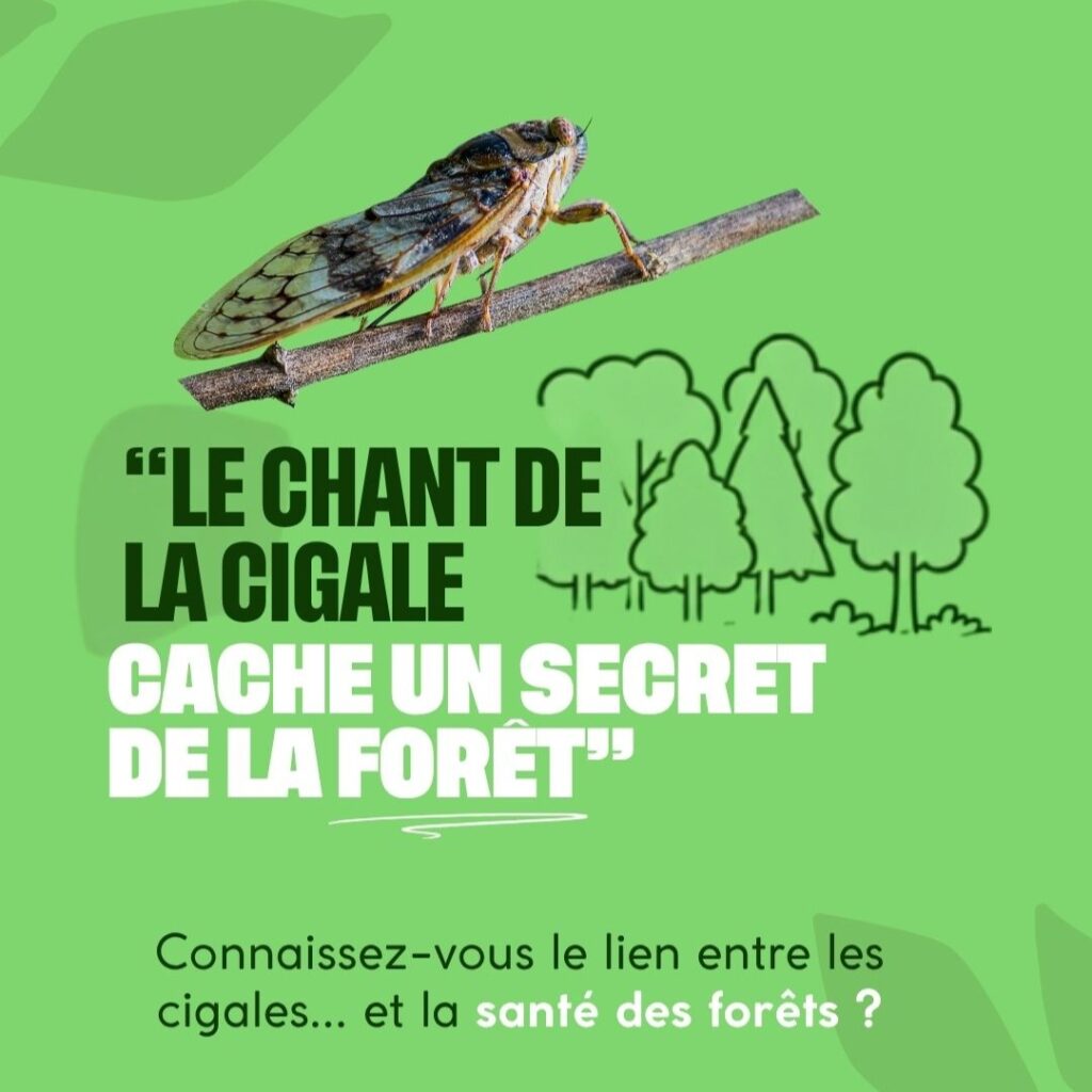 La chant de la cigale