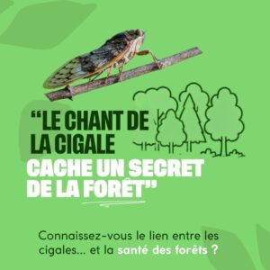 La chant de la cigale