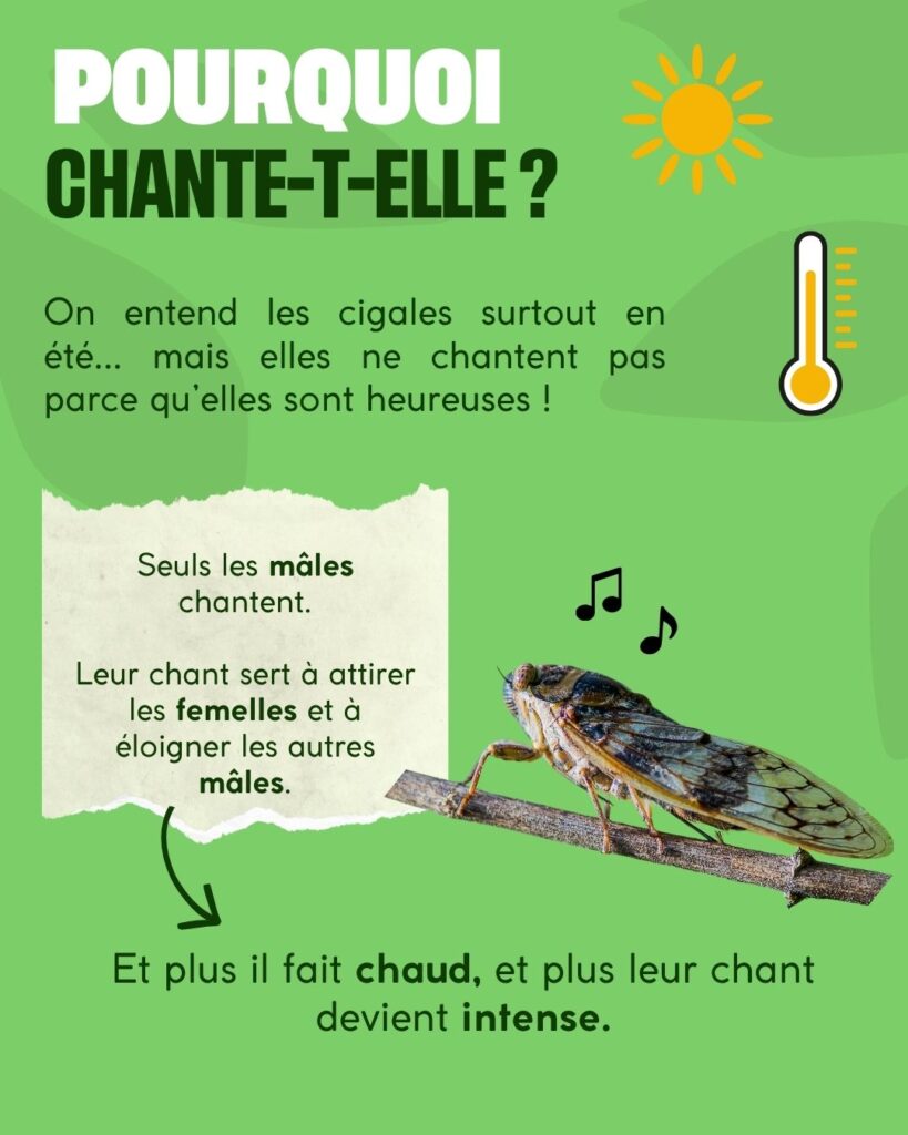 Pourquoi la cigale chante-t-elle ?