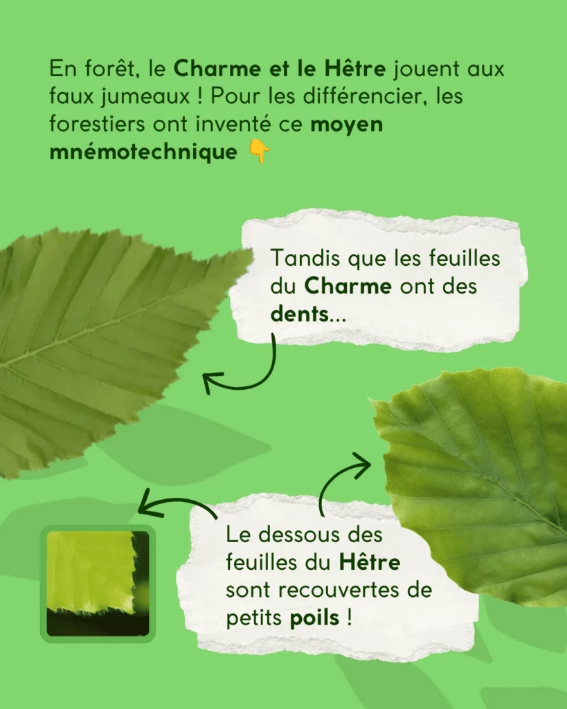 Comment différencier le charme et le hêtre ?