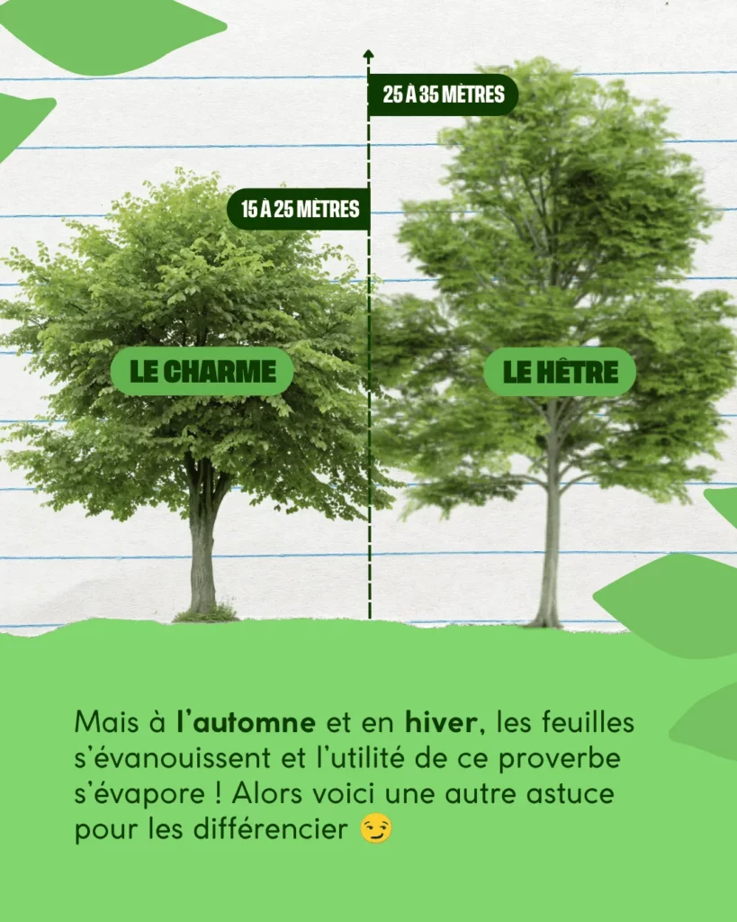 Combien mesure un hêtre et combien mesure un charme