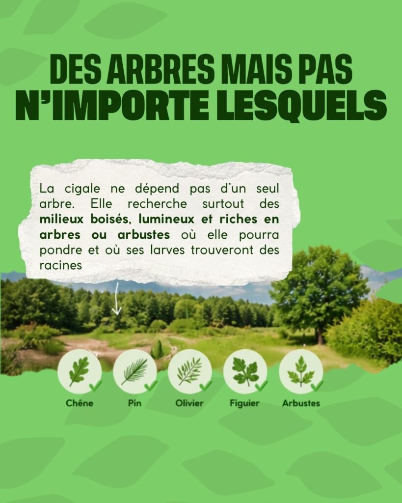 des arbres mais pas n'importe lesquels