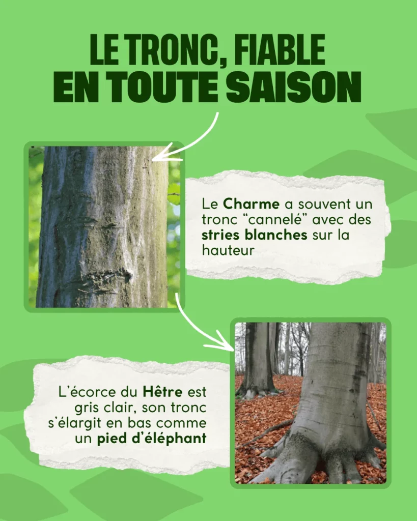 Photo de tronc du hêtre et photo de tronc de charme
