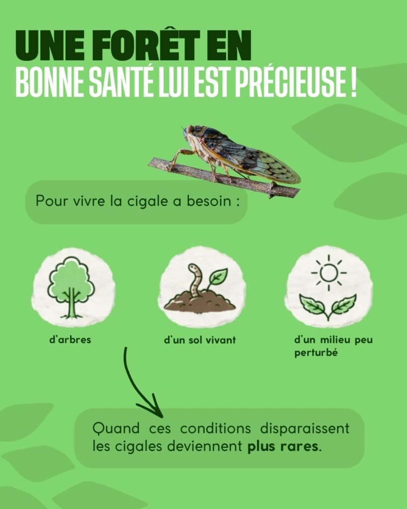 Une émergence spéctaculaire