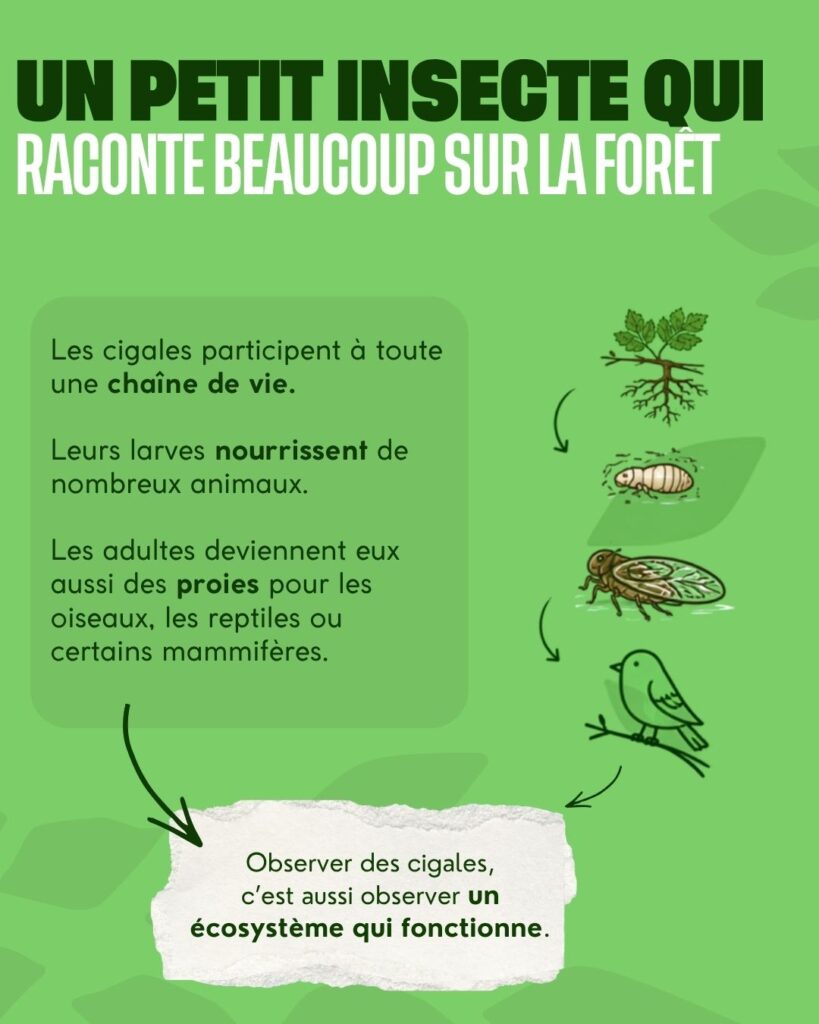 un insecte qui joue sur la santé des forêts
