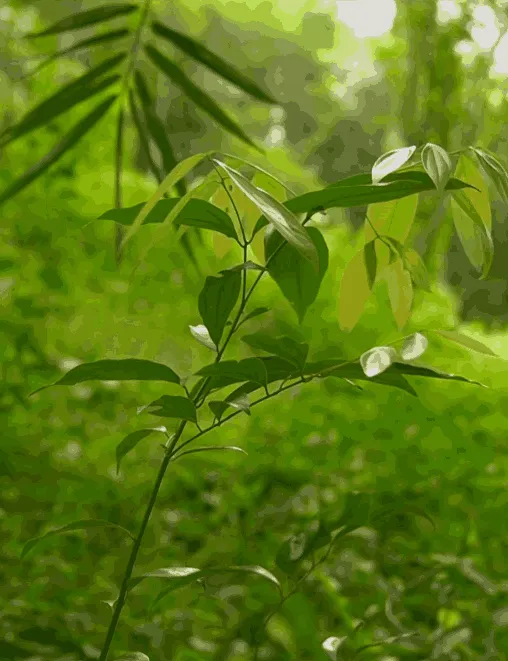 Arbre planté et suivi en Indonésie