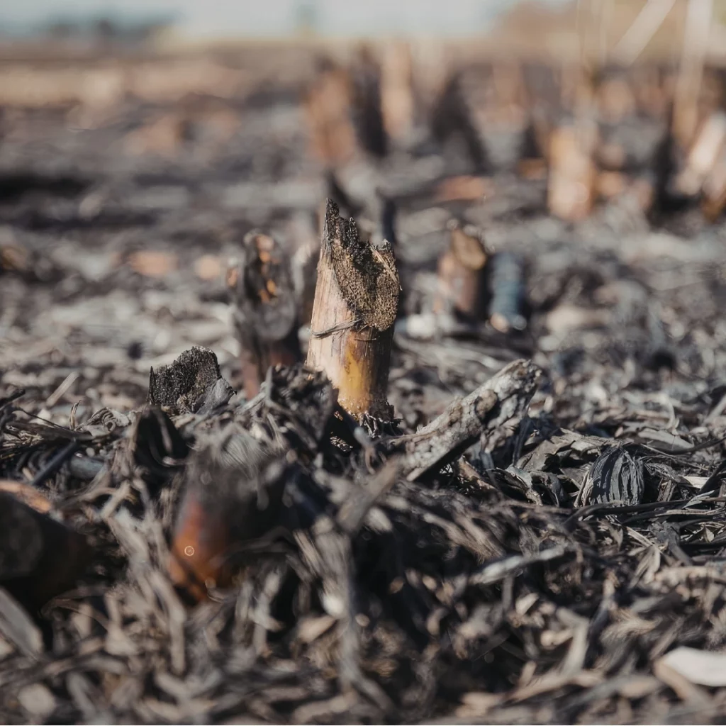 nature après incendie