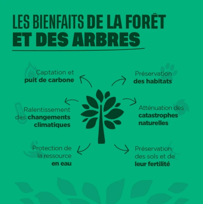 Les bienfaits de la forêts et des arbres