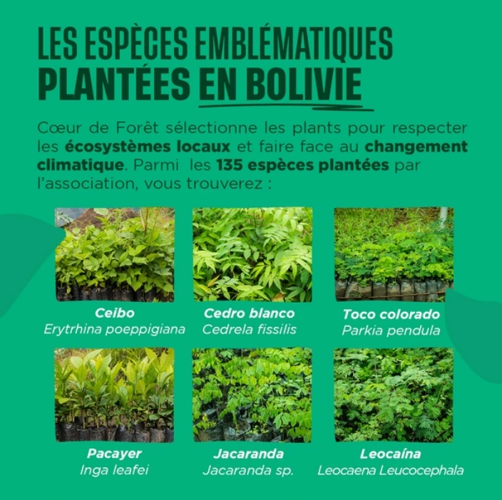 Les espèces emblématiques plantées en Bolivie
