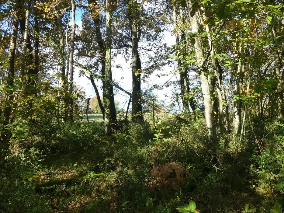 forêt Rothschild