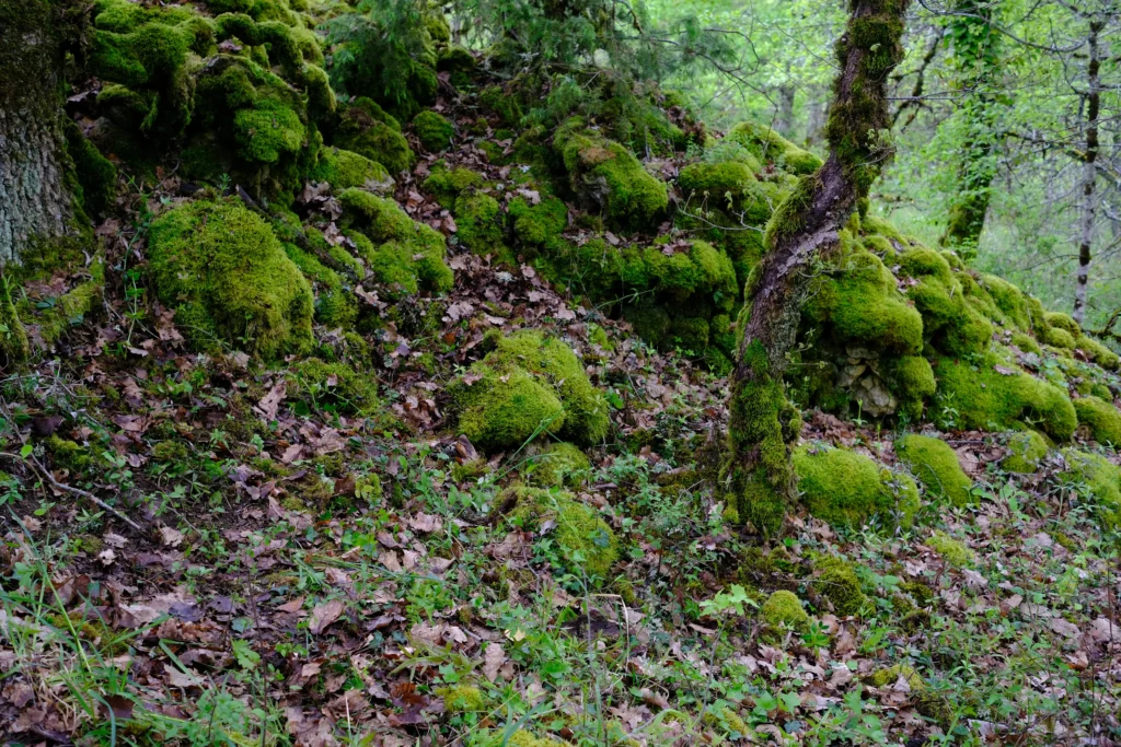 resilience de la nature sur des pierre