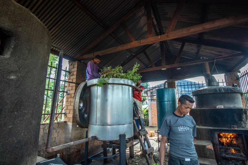 Distillation de matière verte par l'OP Taratra