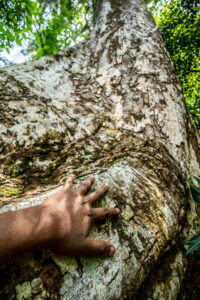 Main sur arbre