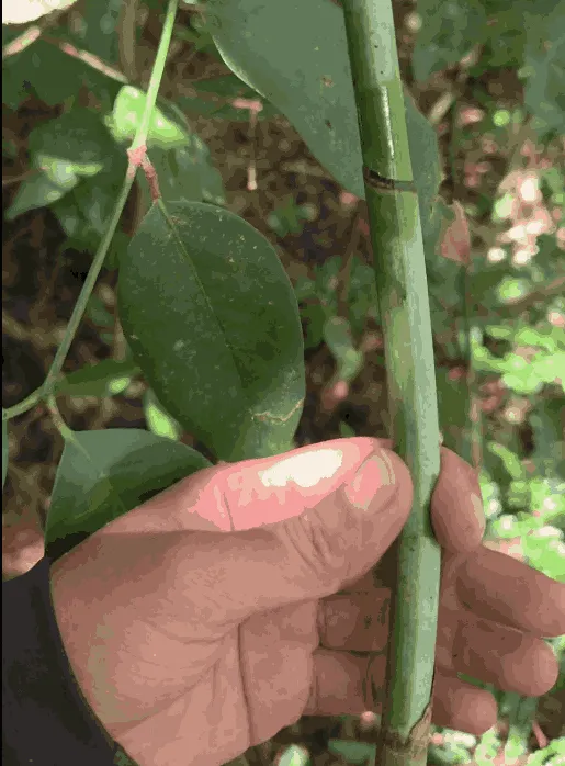Les savoirs ancestraux liés aux plantes en Indonésie