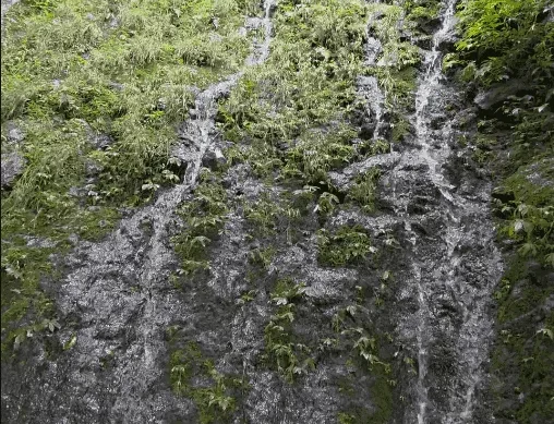 Sourceau d'eau en forêt Indonésie