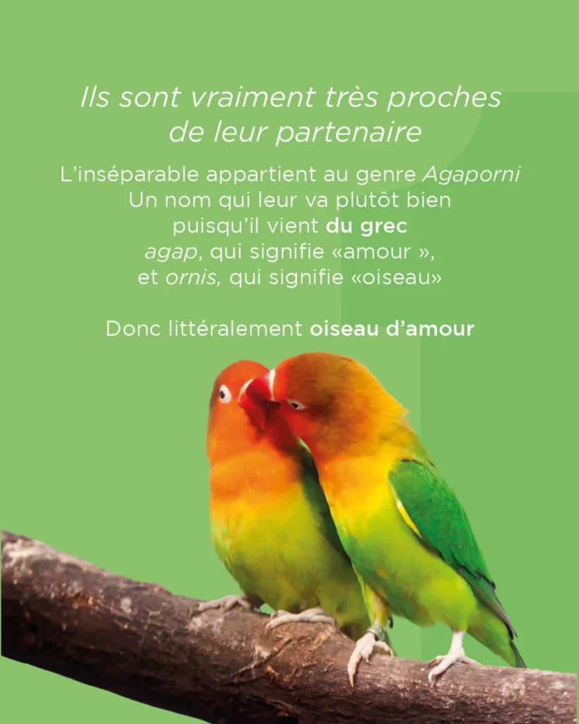 Les oiseaux inséparables sont très attachés à leurs partenaires