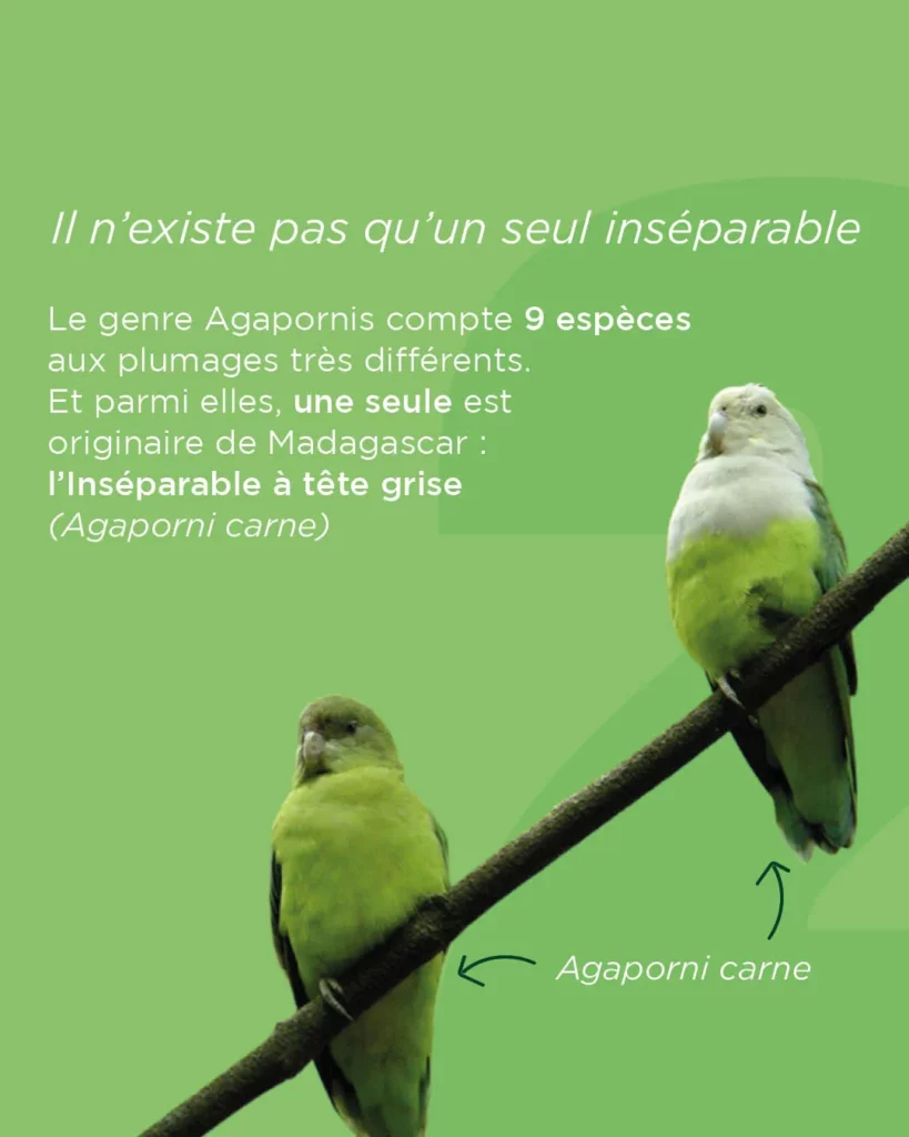Il existe 9 espèces d'inséparables
