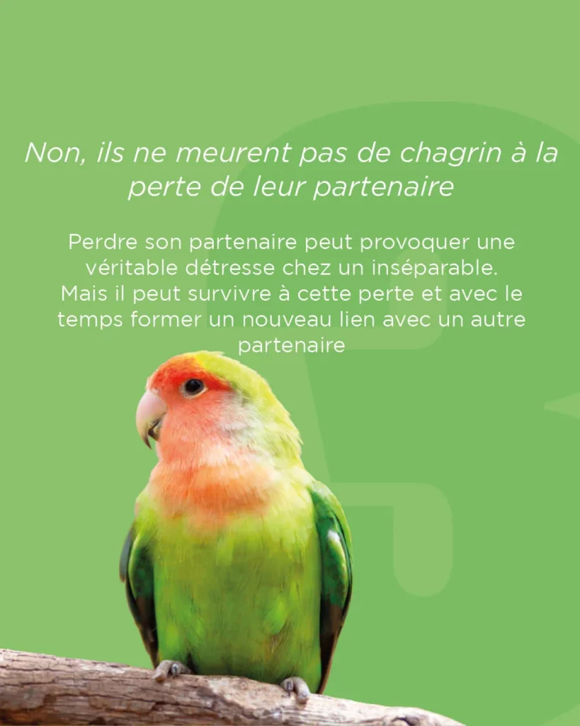 Les inséparables meurent-ils de chagrin quand leur partenaire meurt ?
