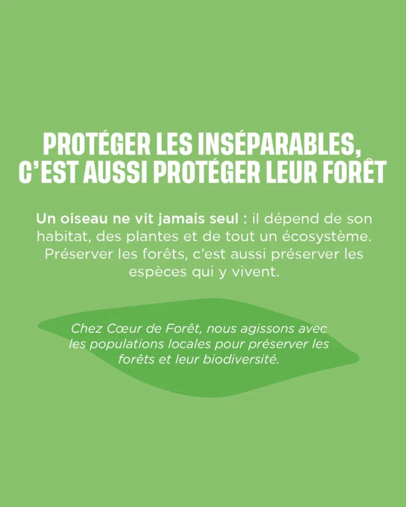 Protéger les forêts et les oiseaux