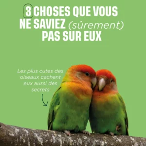 3 choses que vous ne saviez pas sur eux