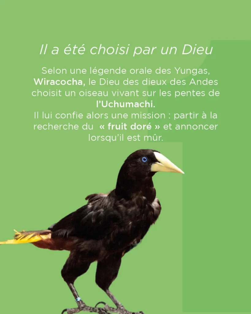 L'Uchi a été choisi par un dieu