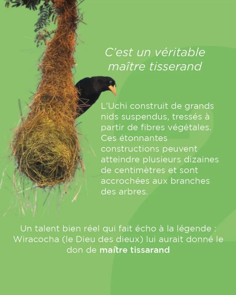 L'uchi constuit son nid avec des herbes séchées