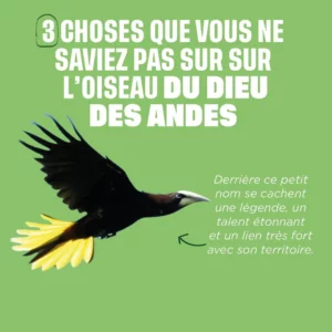 Qui est l'Uchi ou Cassique Huppé