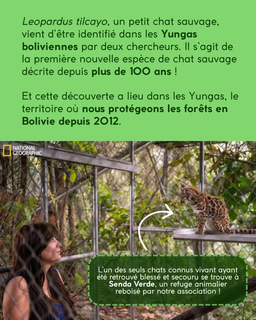 Un petit félin, un rôle important dans la forêt