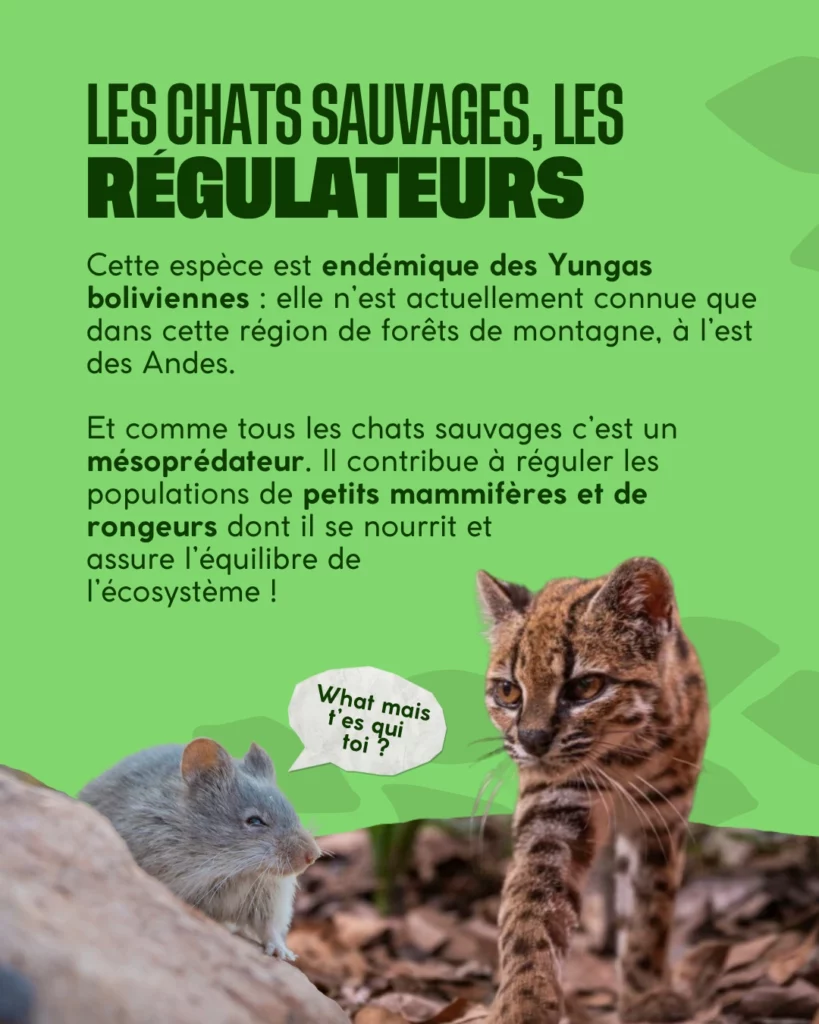 Préserver son habitat, c’est aussi préserver le tilcayo