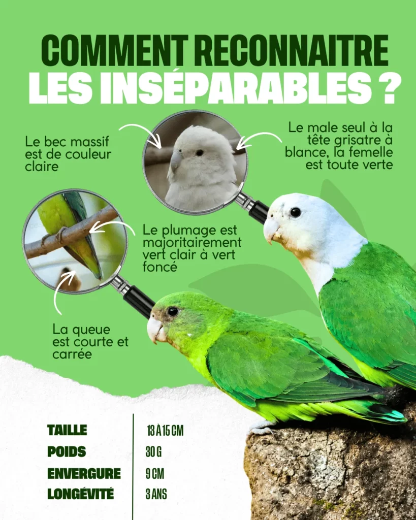 A quoi ressemblent les perroquets inséparables ?