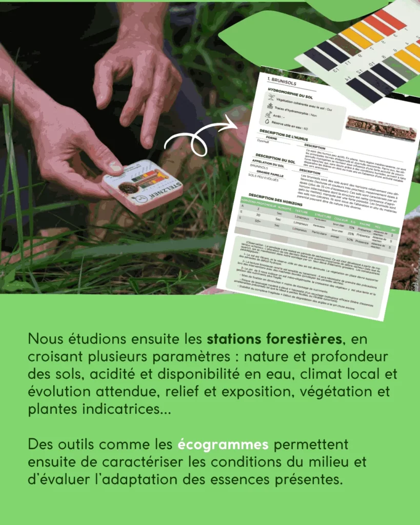 Etude des sols d'une forêt dans un diagnostic forestier
