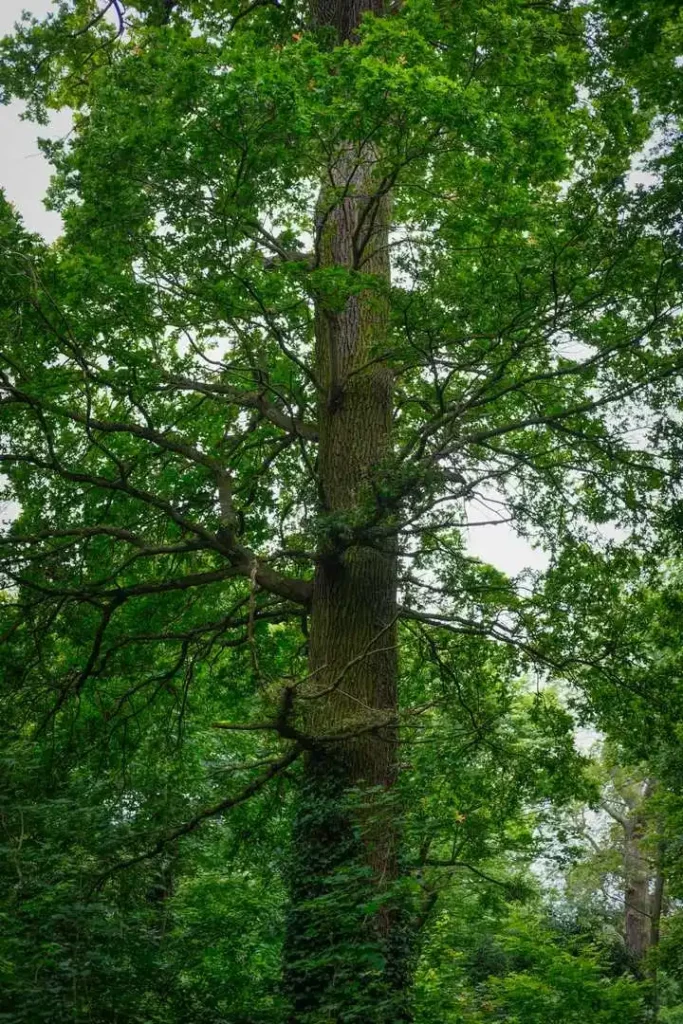 Arbre France