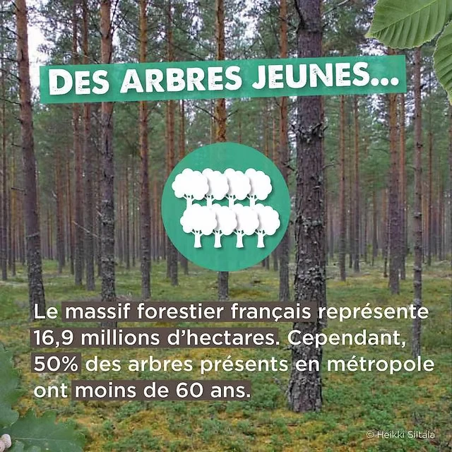 des arbres jeunes