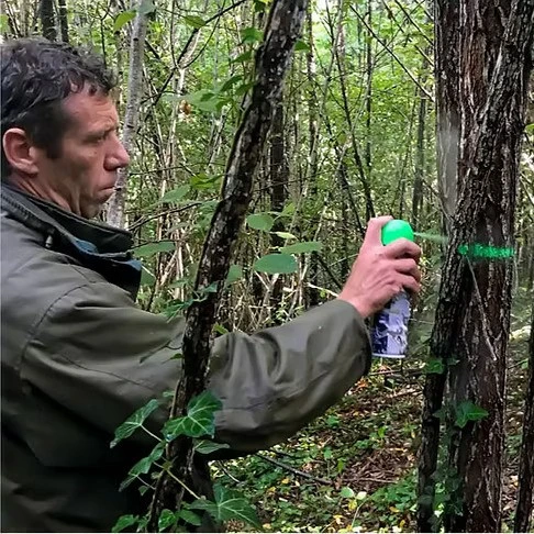 Le martelage des arbres en forêt : Quésako ?