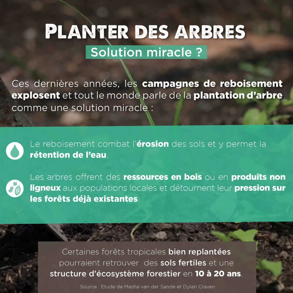 Planter des arbres : une solution miracle ?