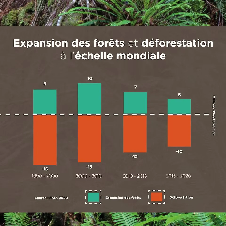 Expansion des forêts et déforestation à échelle mondiale
