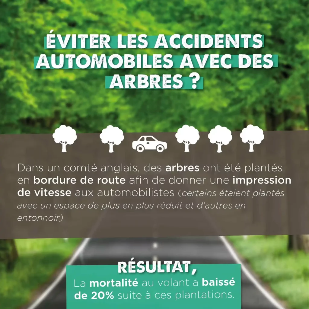 éviter les accidents automobiles avec des arbres