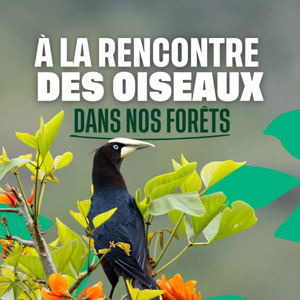 A la rencontre des oiseaux dans nos forêts