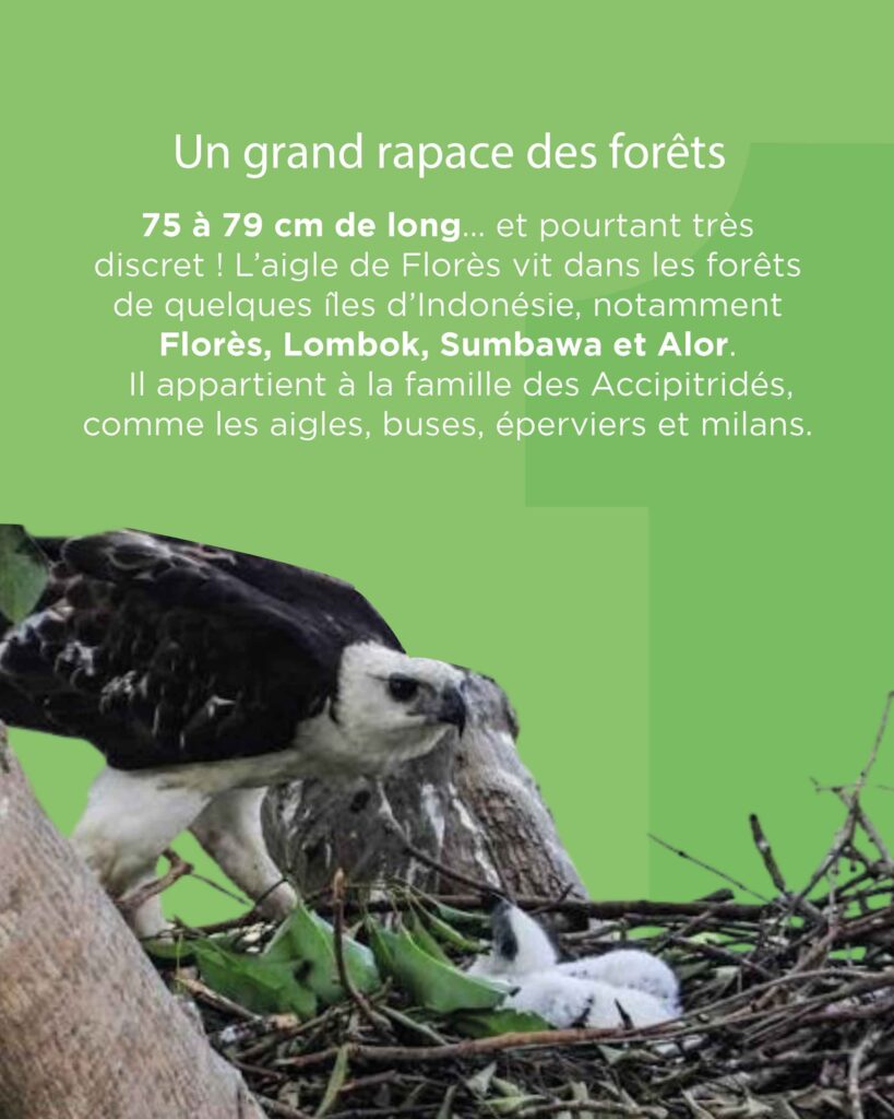 L'aigle de Florès vit dans les forêts d'Indonésie