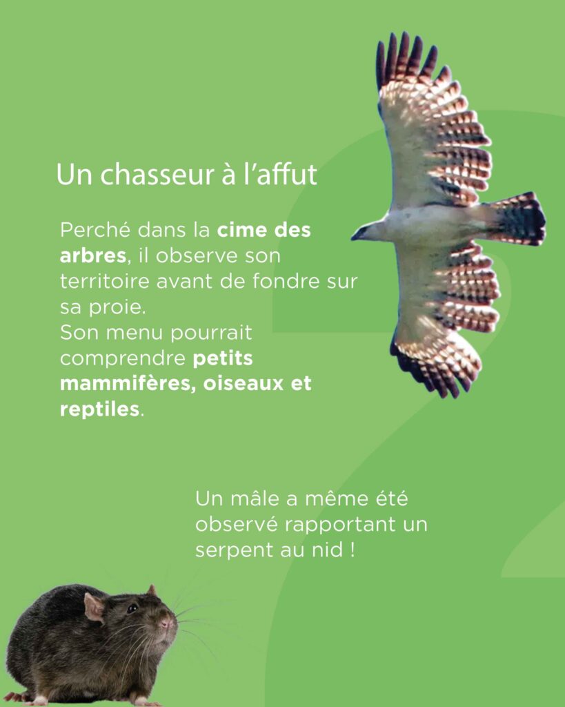 L'aigle de Florès chasse des rongeurs