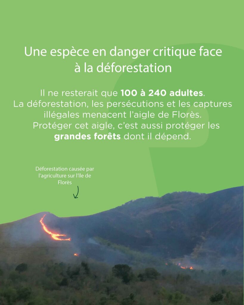 L'aigle de Florès est menacé par la déforestation