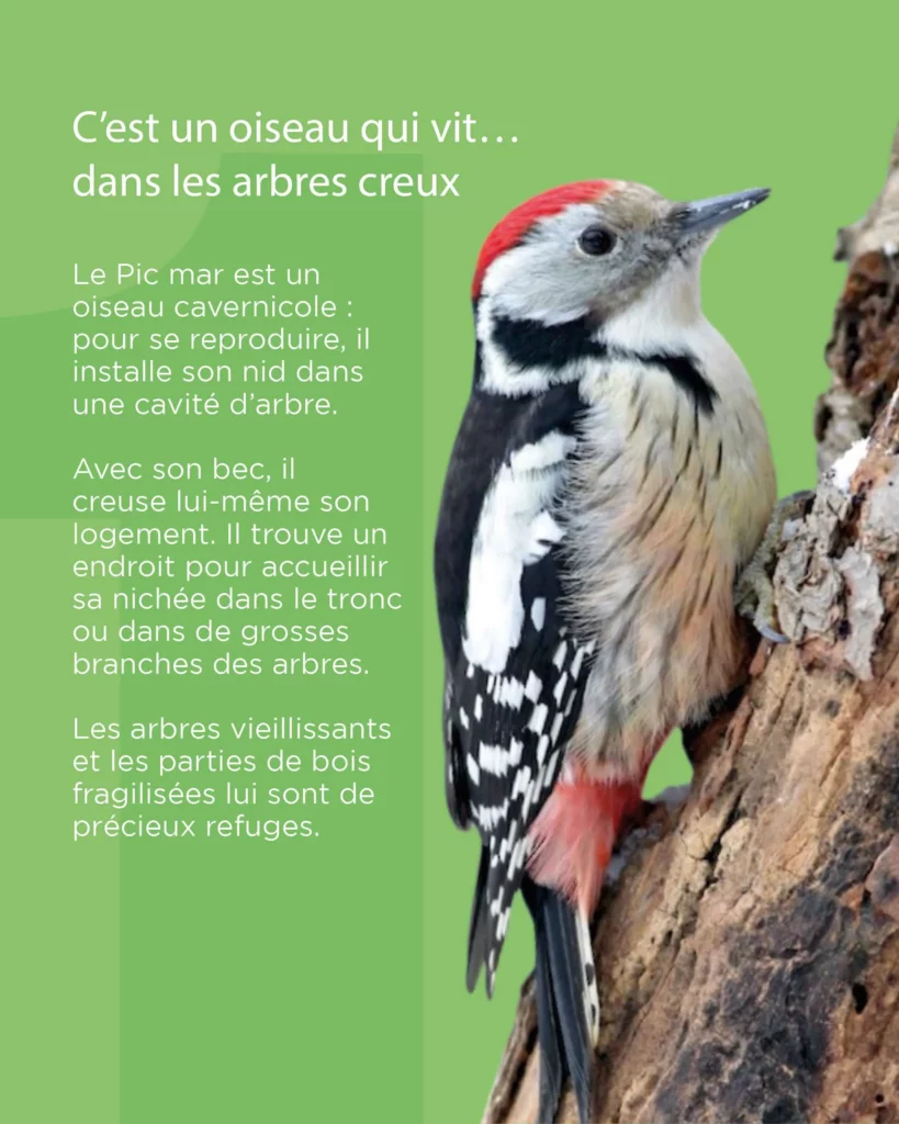 Le Pic Mar vit dans les arbres creux