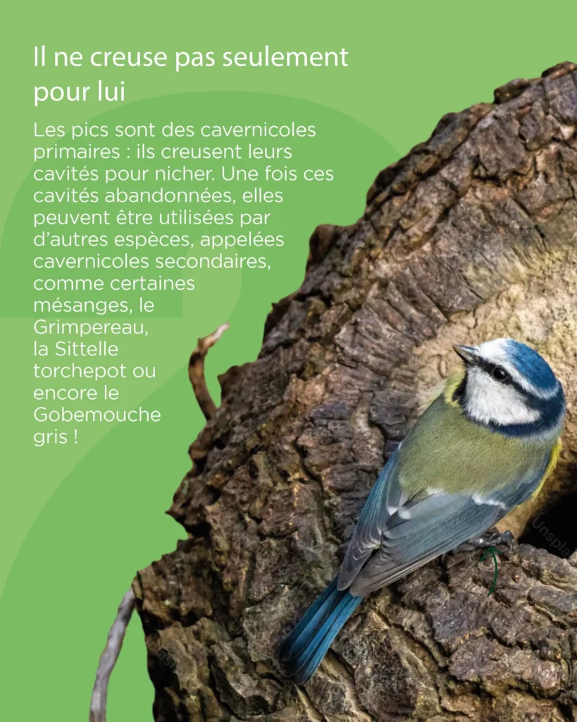 Le Pic Mar crée des cavités utiles aux autres oiseaux