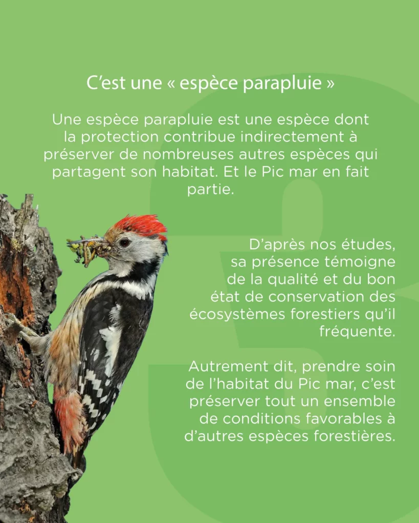 Le Pic Mar est une espèce parapluie