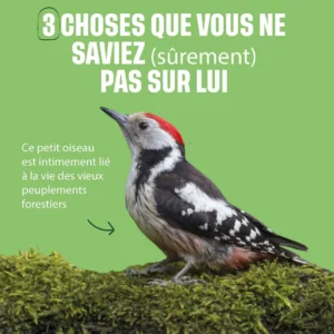 3 faits sur le Pic Mar